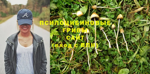 прущие грибы Балабаново