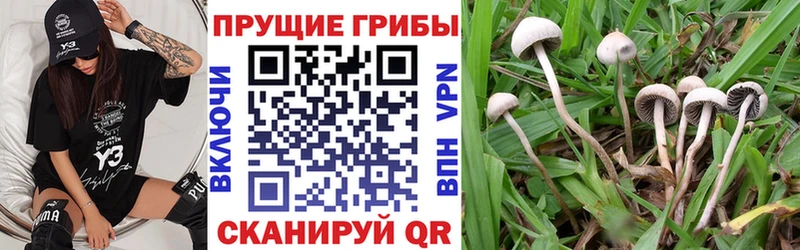 Псилоцибиновые грибы прущие грибы  площадка состав  Козьмодемьянск 
